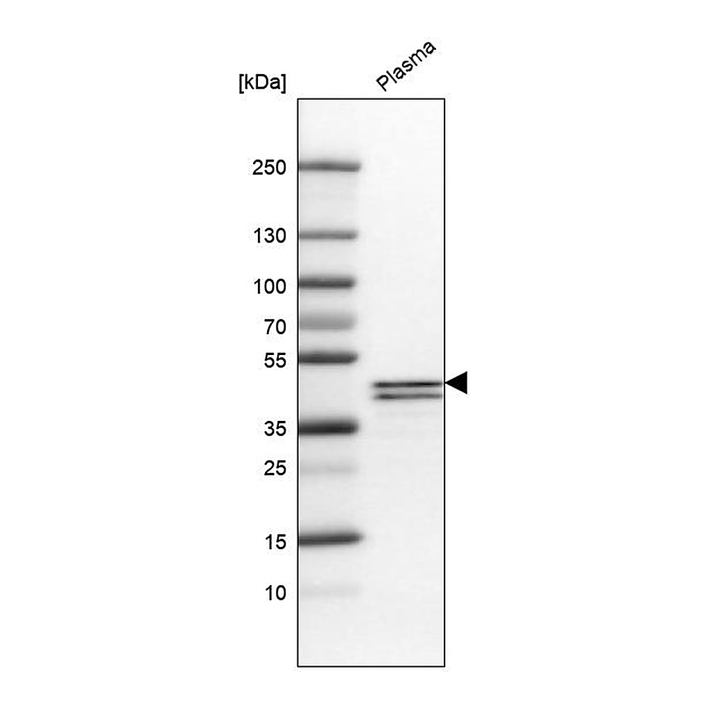 Atlas Antibodies Anti-APOL1 Antibody