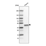 Atlas Antibodies Anti-APOL1 Antibody