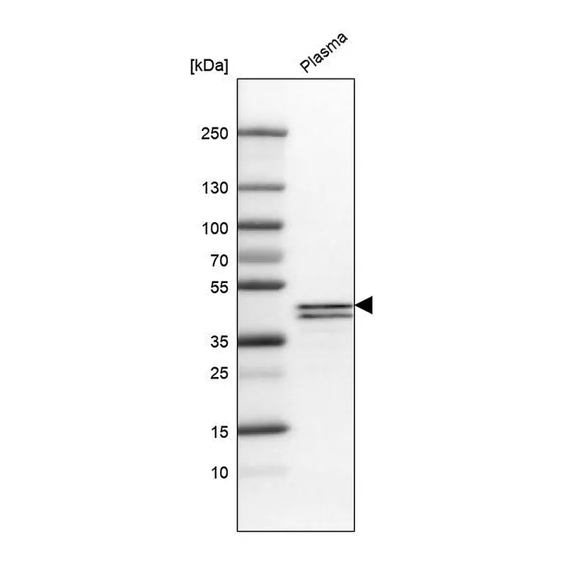 Atlas Antibodies Anti-APOL1 Antibody