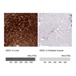 Atlas Antibodies Anti-ARG1 Antibody