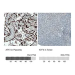 Atlas Antibodies Anti-ATF3 Antibody