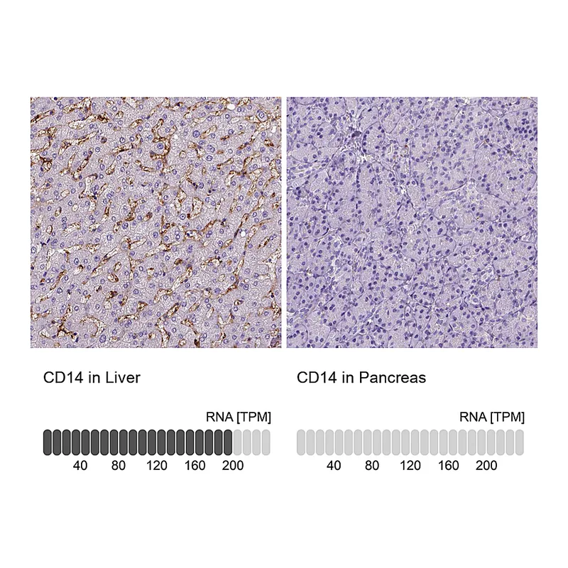 Atlas Antibodies Anti-CD14 Antibody
