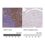 Atlas Antibodies Anti-CD3E Antibody
