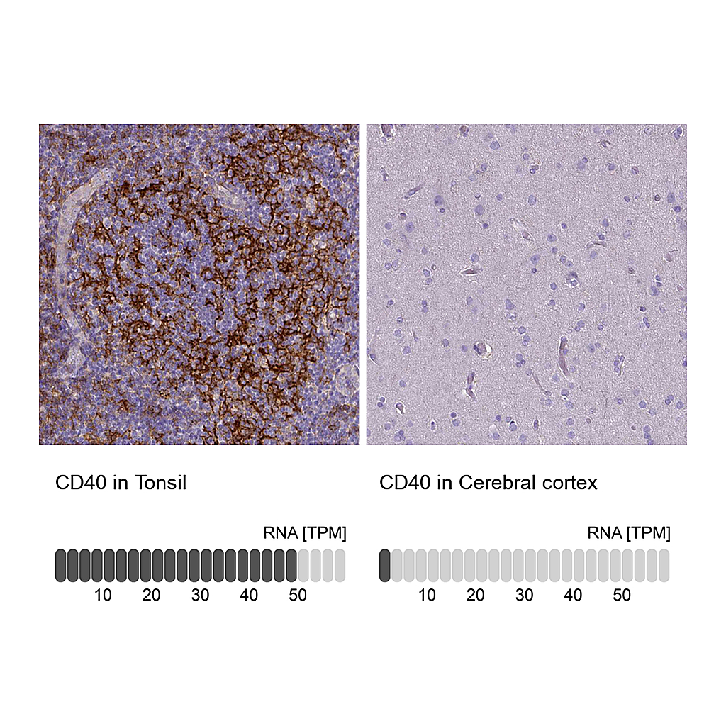 Atlas Antibodies Anti-CD40 Antibody