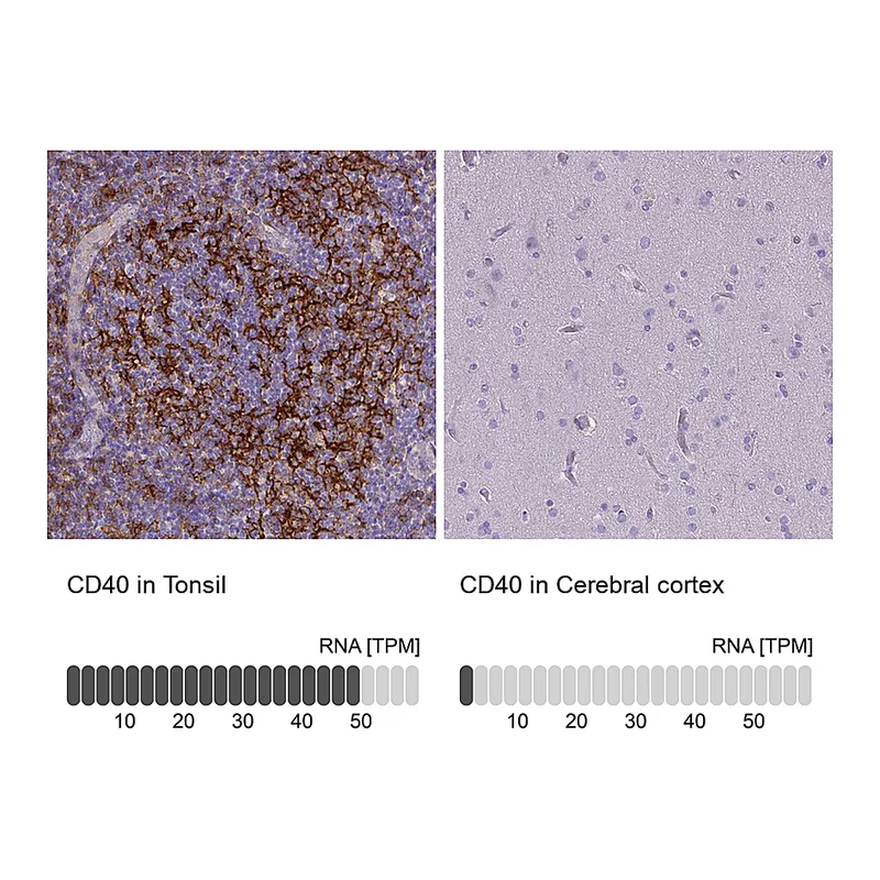 Atlas Antibodies Anti-CD40 Antibody