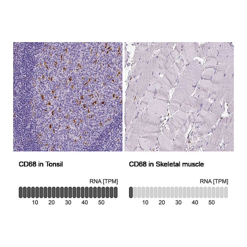 Atlas Antibodies Anti-CD68 Antibody