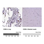 Atlas Antibodies Anti-CD68 Antibody