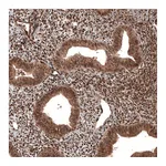 Atlas Antibodies Anti-CDK4 Antibody
