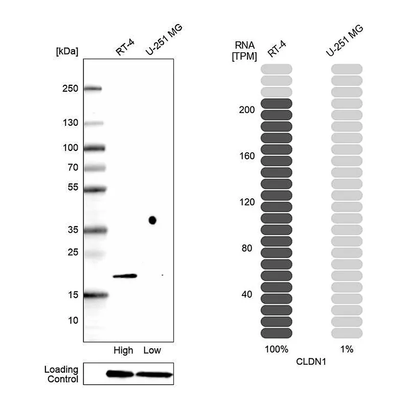 Atlas Antibodies Anti-CLDN1 Antibody