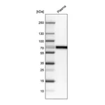 Atlas Antibodies Anti-CNDP1 Antibody