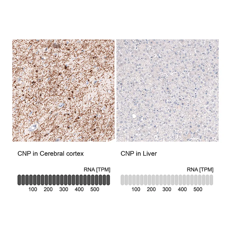 Atlas Antibodies Anti-CNP Antibody