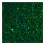Atlas Antibodies Anti-CNP Antibody