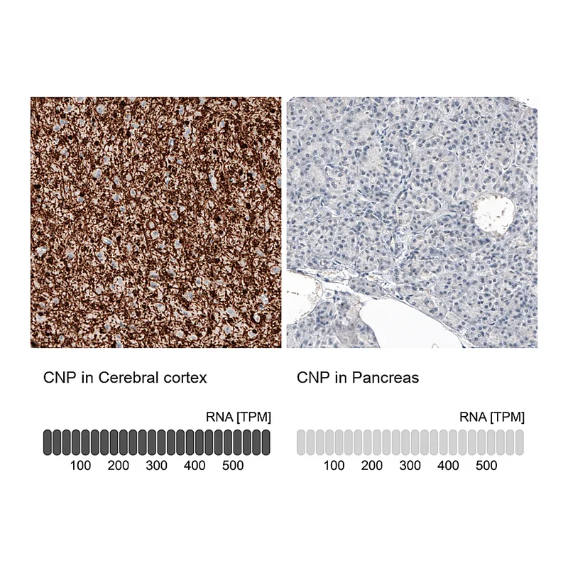 Atlas Antibodies Anti-CNP Antibody