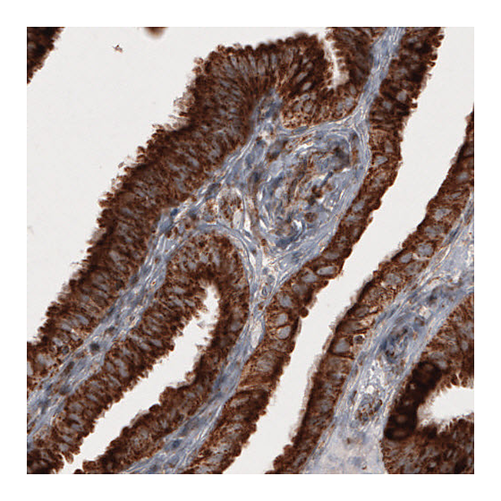 Atlas Antibodies Anti-COX4I1 Antibody