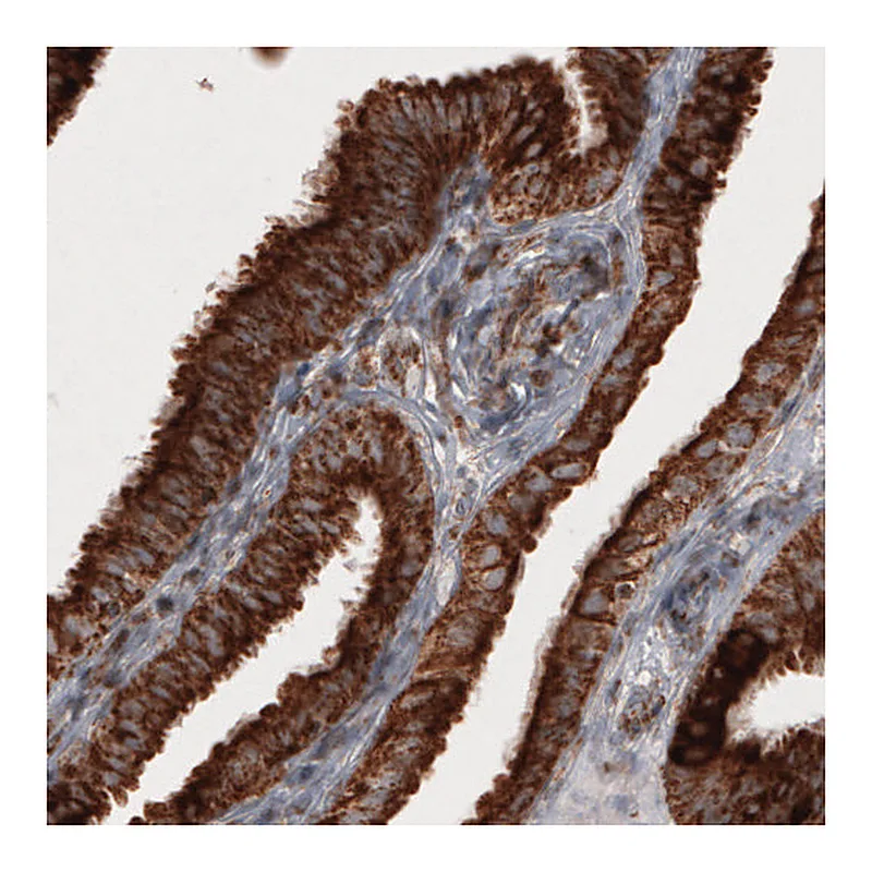 Atlas Antibodies Anti-COX4I1 Antibody