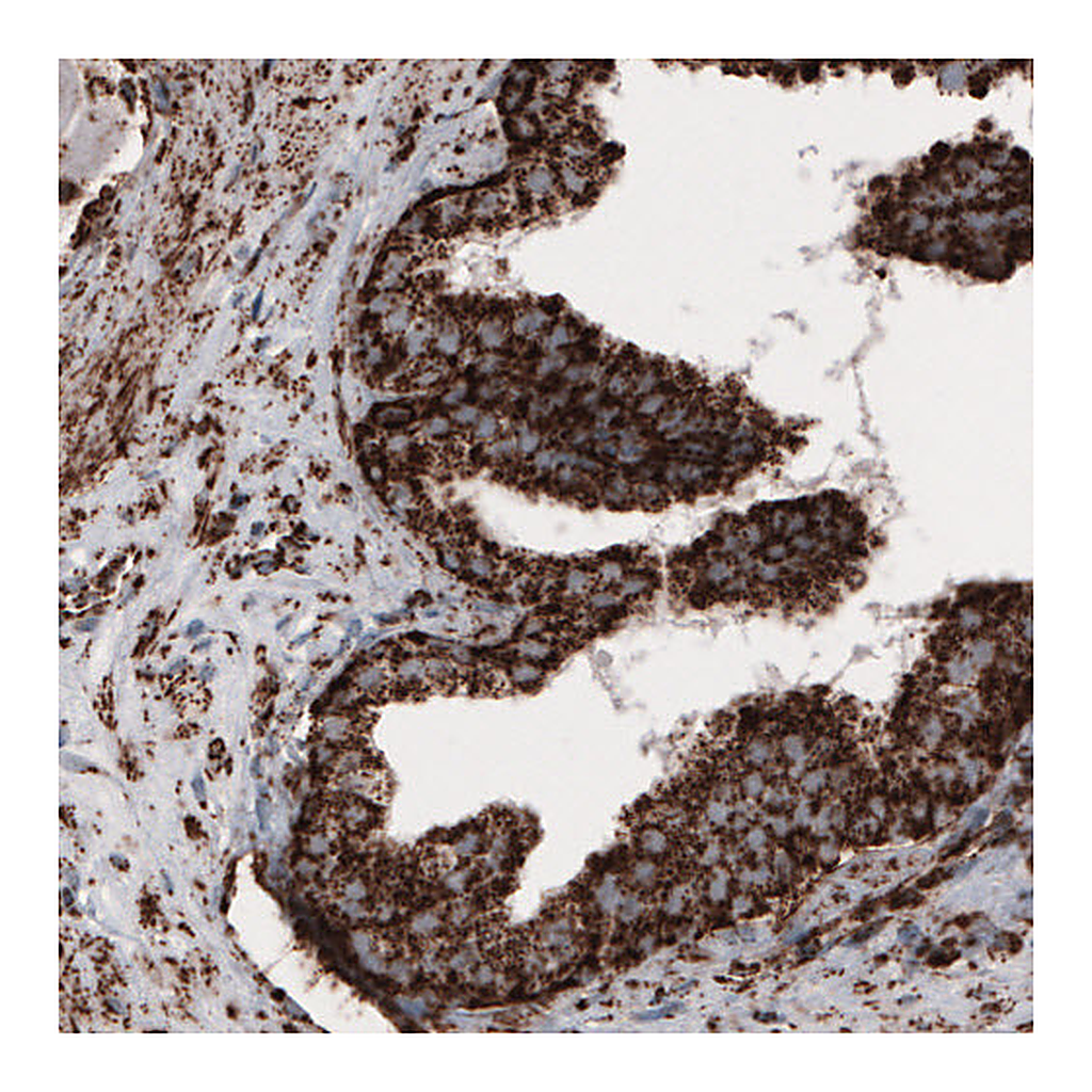 Atlas Antibodies Anti-COX4I1 Antibody
