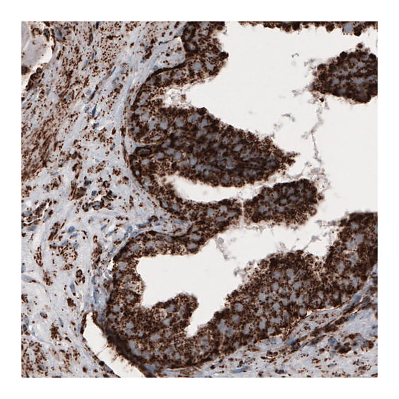 Atlas Antibodies Anti-COX4I1 Antibody