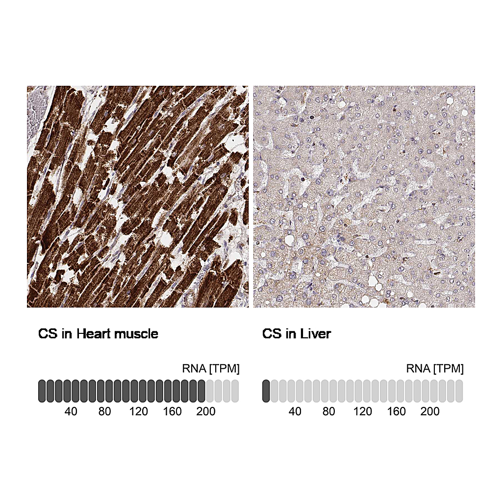 Atlas Antibodies Anti-CS Antibody
