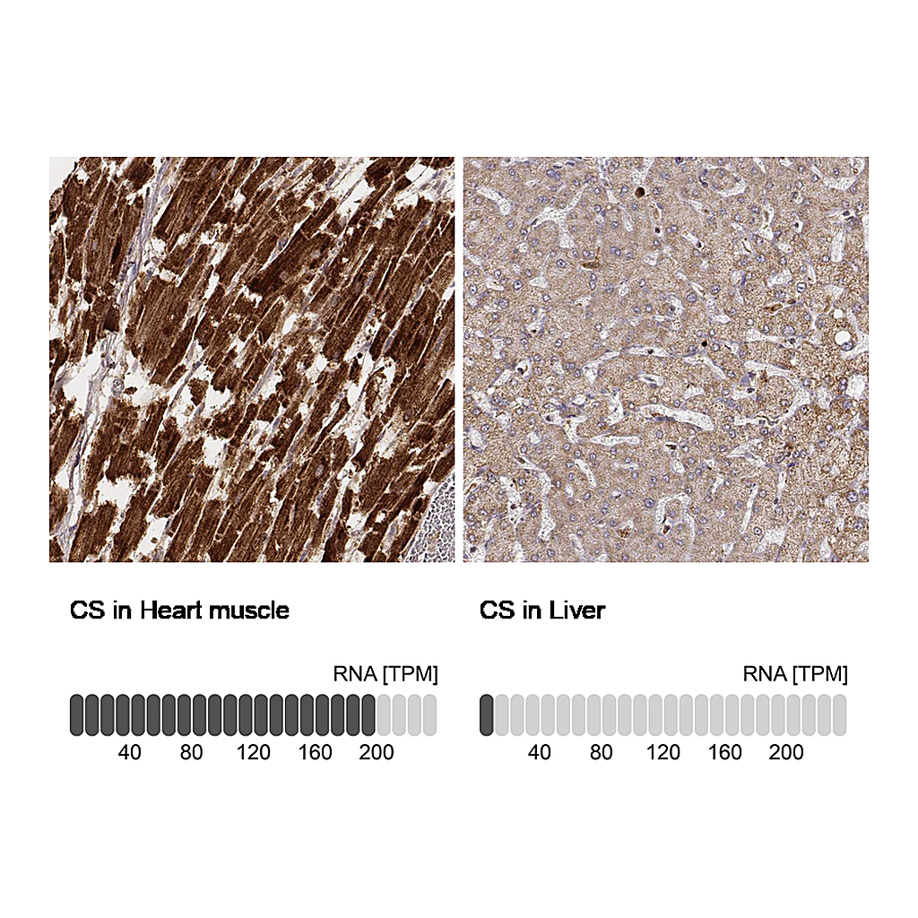 Atlas Antibodies Anti-CS Antibody