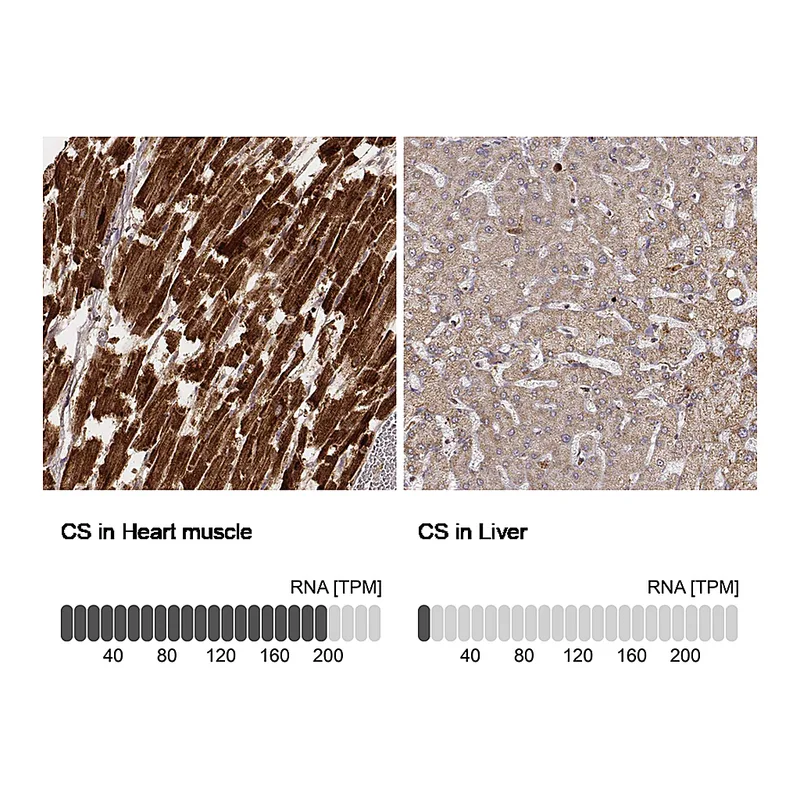 Atlas Antibodies Anti-CS Antibody