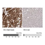 Atlas Antibodies Anti-CS Antibody