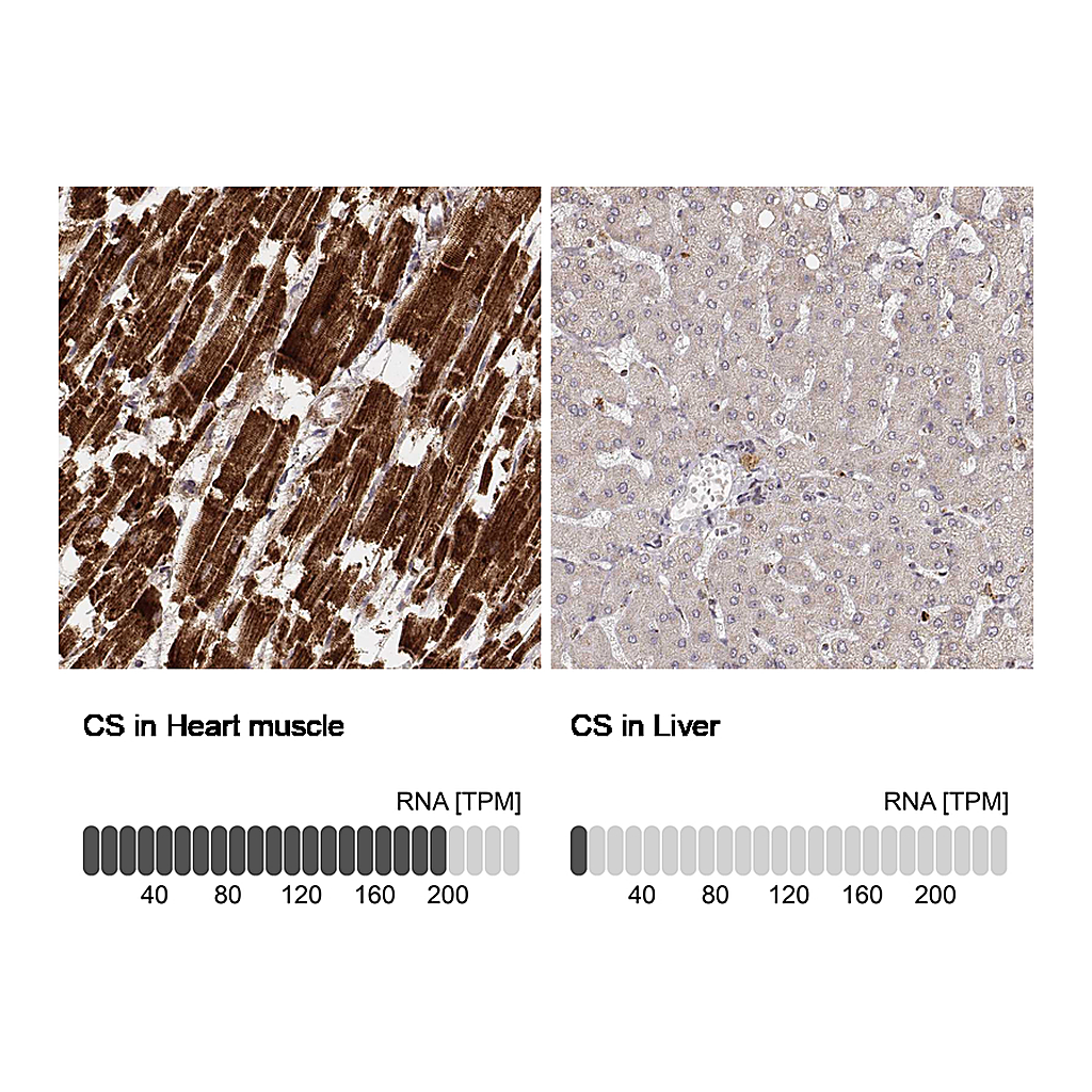 Atlas Antibodies Anti-CS Antibody