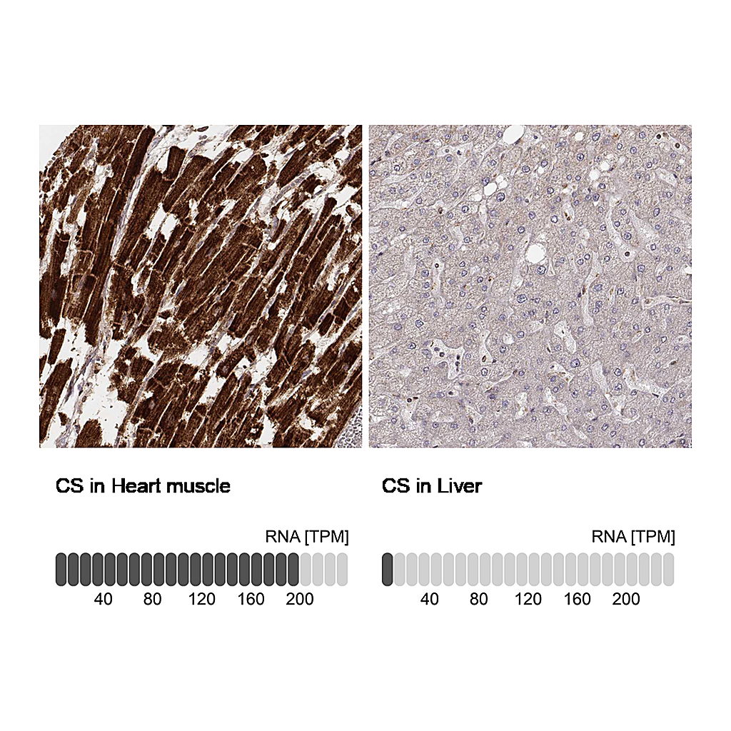 Atlas Antibodies Anti-CS Antibody