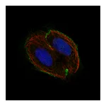 Atlas Antibodies Anti-CSF1R Antibody