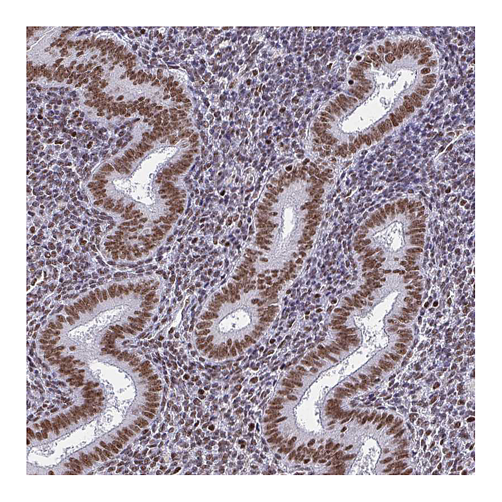 Atlas Antibodies Anti-CTCF Antibody