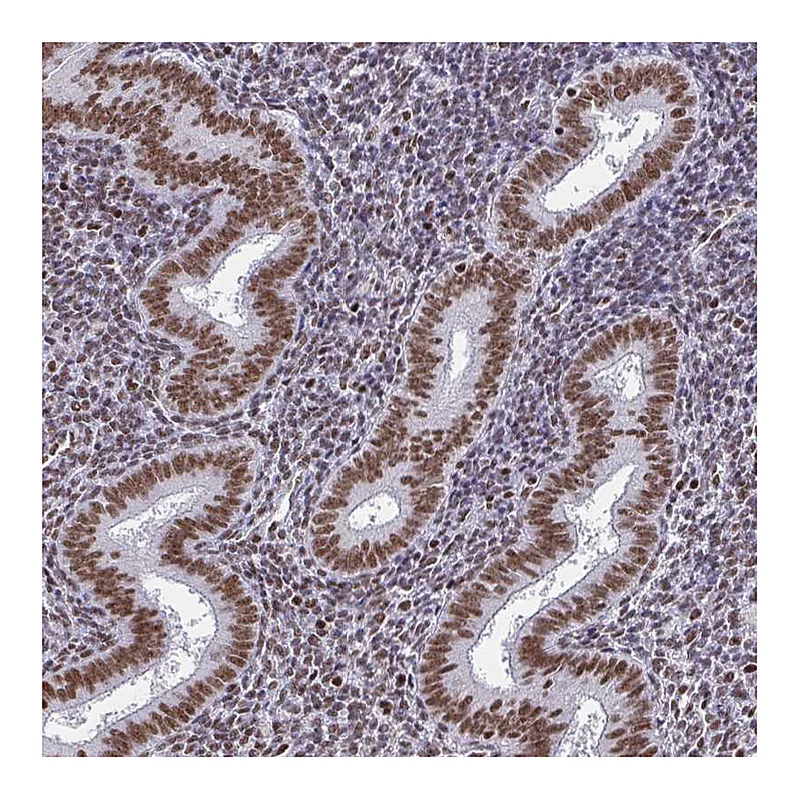 Atlas Antibodies Anti-CTCF Antibody