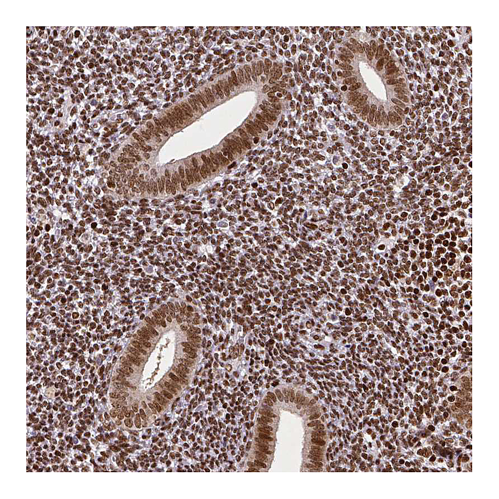 Atlas Antibodies Anti-CTCF Antibody