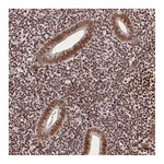 Atlas Antibodies Anti-CTCF Antibody
