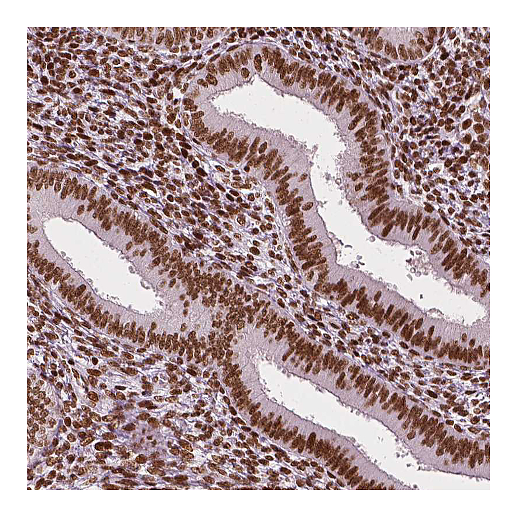 Atlas Antibodies Anti-CTCF Antibody