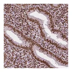 Atlas Antibodies Anti-CTCF Antibody