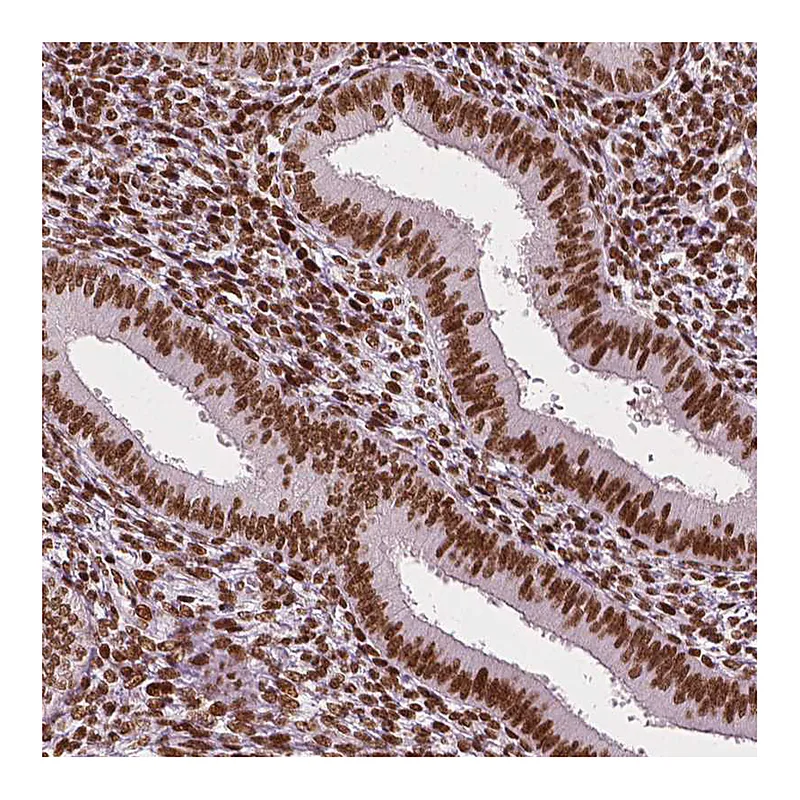 Atlas Antibodies Anti-CTCF Antibody