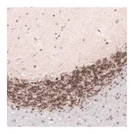 Atlas Antibodies Anti-CUX1 Antibody