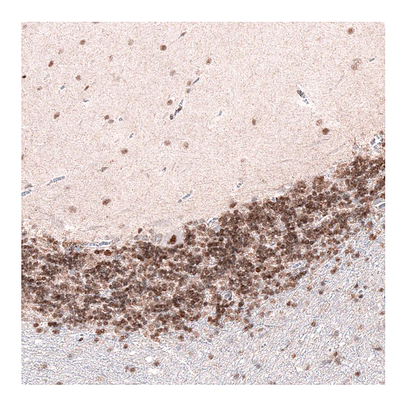 Atlas Antibodies Anti-CUX1 Antibody