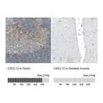 Atlas Antibodies Anti-CXCL13 Antibody