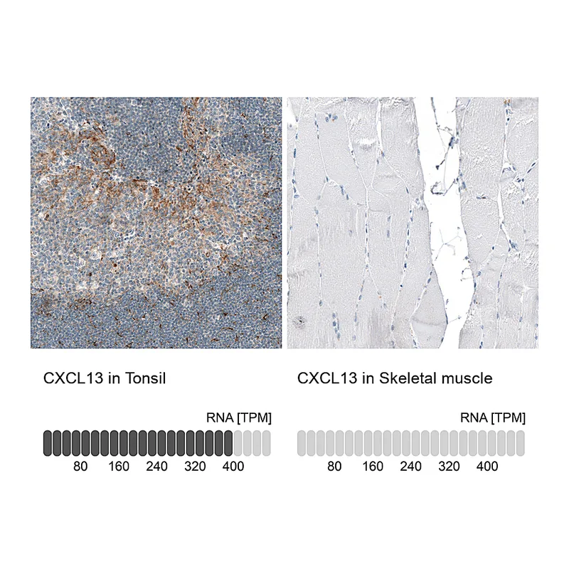 Atlas Antibodies Anti-CXCL13 Antibody