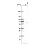 Atlas Antibodies Anti-DES Antibody