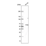 Atlas Antibodies Anti-DES Antibody
