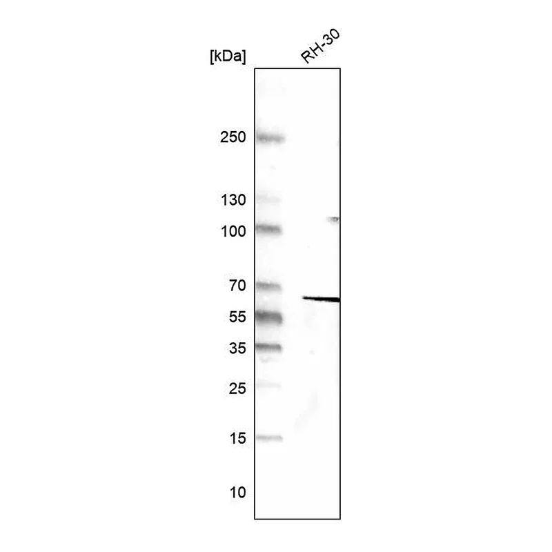 Atlas Antibodies Anti-DES Antibody