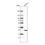 Atlas Antibodies Anti-EFNA1 Antibody