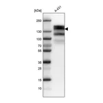 Atlas Antibodies Anti-EGFR Antibody