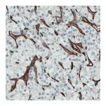 Atlas Antibodies Anti-ENG Antibody