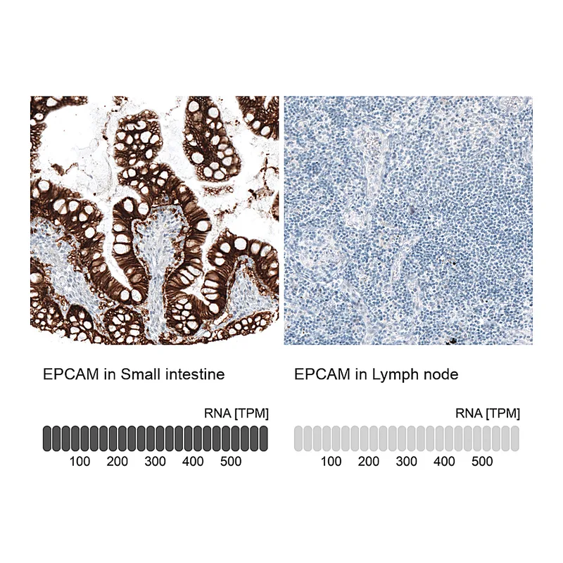 Atlas Antibodies Anti-EPCAM Antibody