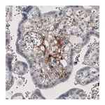 Atlas Antibodies Anti-F3 Antibody