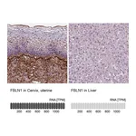 Atlas Antibodies Anti-FBLN1 Antibody