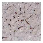 Atlas Antibodies Anti-FCGRT Antibody