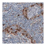 Atlas Antibodies Anti-FCGRT Antibody